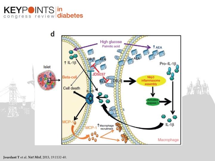El bloqueo del receptor para endocanabinoides suponía además una reducción en la infiltración y activación de macrófagos M1 en el páncreas.