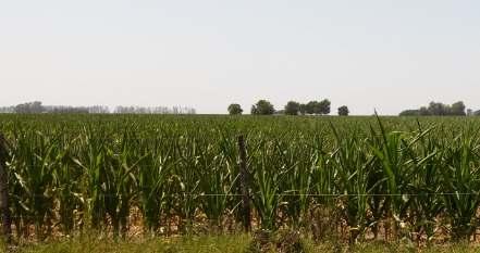El maíz de primera se encuentra en el período de llenado de grano, desde R3 (grano lechoso) a R5 (Grano dentado) puede observarse un secado prematuro de las hojas debido a las condiciones de estrés