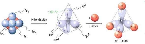 El átomo de carbono puede formar cuatro uniones covalentes idénticas si se une a