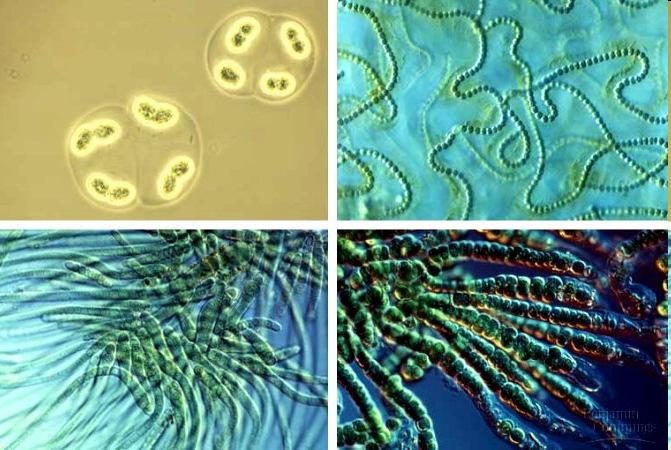 Estromatolitos Aparición: 3500 Ma Colonias de organismos