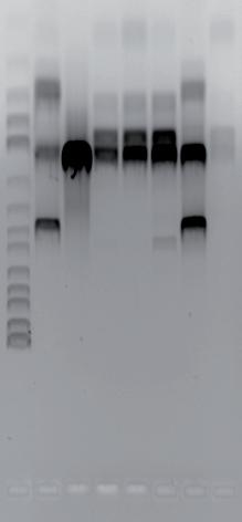B) C) A) PCR gen repa PCR gen hrpj ARTÍCULO c d 2200 pb 1100 pb Figura 5. Bases genéticas de la virulencia de Pantoea agglomerans.