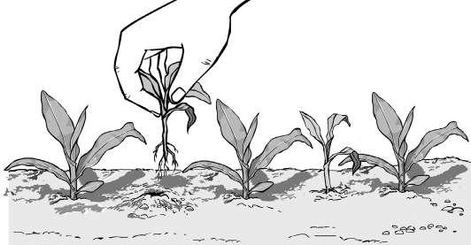Unidad I: Establecimiento del cultivo de maíz 2.3.