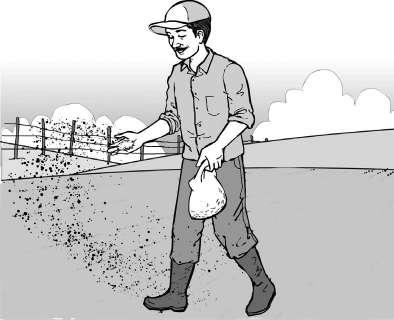 Unidad III: Establecimiento del cultivo de sorgo (2) Métodos de siembra Es el proceso de colocar semillas en el fondo del surco con el objetivo que germinen y se desarrollen para obtener una