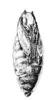 Granos Básicos iii) Coralillo (Elasmopalpus lignosellus) Huevo Longitud 25 mm Daño: las larvas perforan o rodean los tallos de las plántulas y provocan marchitez, desarrollo retardado o la muerte de