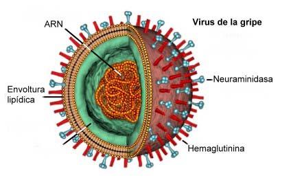 Los virus, un caso especial cumplen con ALGUNAS