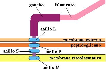 Flagelo BACTERIANO El flagelo bacteriano es una estructura filamentosa que sirve para impulsar la célula bacteriana.