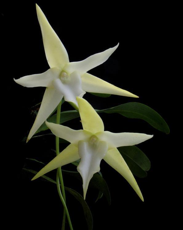 Darwin estudió, entre tantas cosas, la fecundación de las orquídeas y comprobó que las polillas de la familia Sphingidae que las polinizan tienen una espiritrompa del mismo largo que el espolón que
