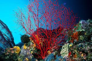 SIMBIOSIS: ambas especies se benefician y no pueden vivir sin la otra El coral se aprovecha de los productos de la fotosíntesis de las algas simbiontes, mientras las