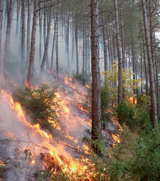 Cremes prescrites com a eina de gestió forestal de l arbrat i del sotabosc.