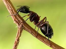 Observación: Hormigas subiendo un árbol que tiene diferente tipo de corteza.