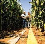Bajo condiciones de climas semiáridos como España, este efecto es más importante, si a su vez, se unen cultivos que son más exigentes en agua, como el caso del maíz, hace que las producciones estén