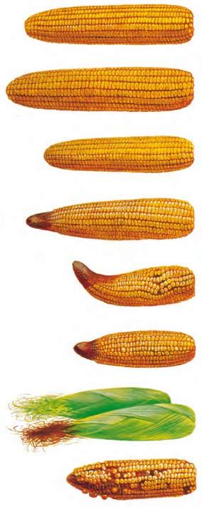 MAZORCA NORMAL de un maíz bien fertilizado, de alta producción. 17 GRANDES MAZORCAS.