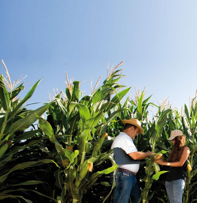 Juntos para producir más y mejor Índice La planta de maíz es muy sensible a las técnicas de cultivo y, por lo tanto, es importante para el agricultor elegir los métodos más adecuados para aumentar la