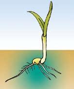Los insectos de suelo pueden suponer una importante merma para el agricultor pudiendo afectar al cultivo desde la siembra hasta el estado de 7-8 hojas.