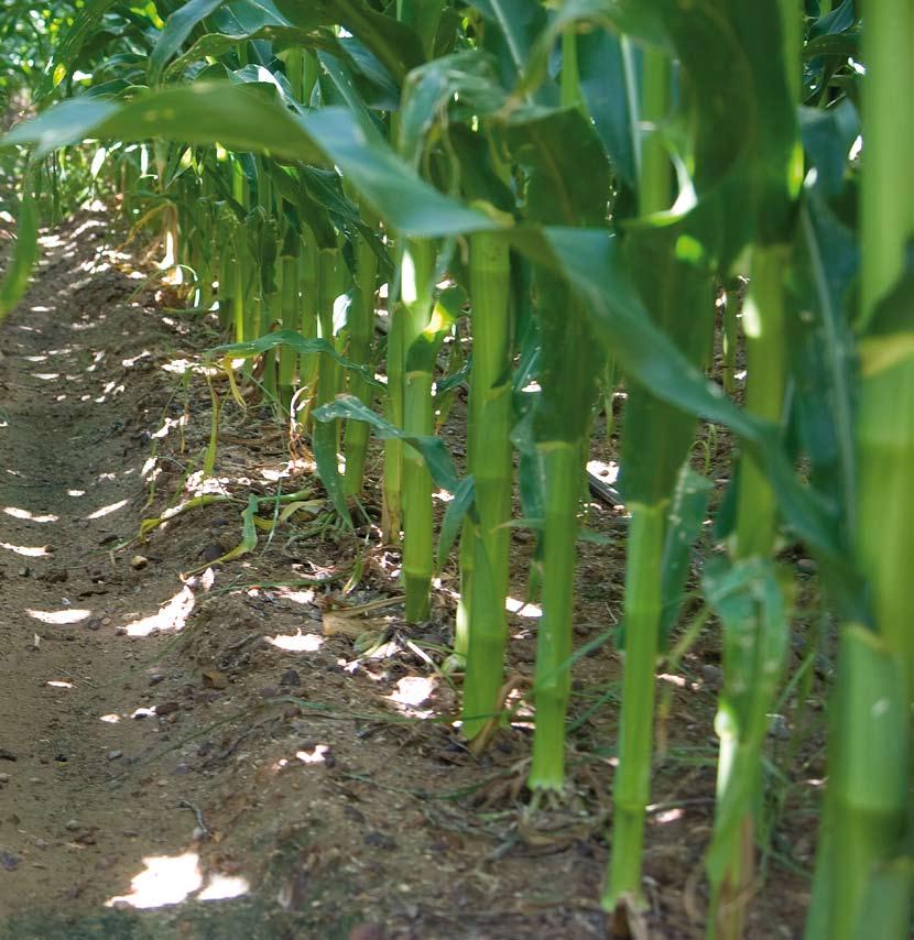 31 Las malas hierbas suponen el principal problema en el cultivo de maíz, no solo por la capacidad de competencia sino por la dificultad de su