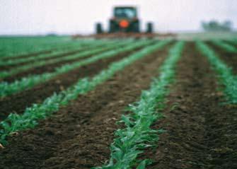 Desde la siembra 32 El tratamiento en la siembra es la base del control de malas hierbas en maíz.