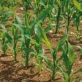 Herbicidas Por esta razón, Syngenta ofrece al agricultor una amplia gama de soluciones para el control de malas hierbas en preemergencia: Camix, Primextra Líquido Gold y Dual Gold.