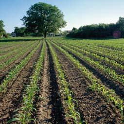 En postemergencica 36 Herbicidas Los mejores resultados se obtienen aplicando el producto con 4-6 hojas del maíz en las primeras etapas de desarrollo y en crecimiento activo, cuando son más sensibles