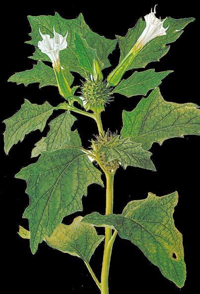 Rápidamente absorbido tanto a través de las raíces como de las hojas y brotes distribuyéndose por toda la planta a través del xilema y del floema.