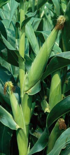 4ArtesianTM Numerosos ensayos realizados por Syngenta (incluso en países no europeos) han confirmado la superioridad de los híbridos Artesian TM en comparación con el maíz convencional.