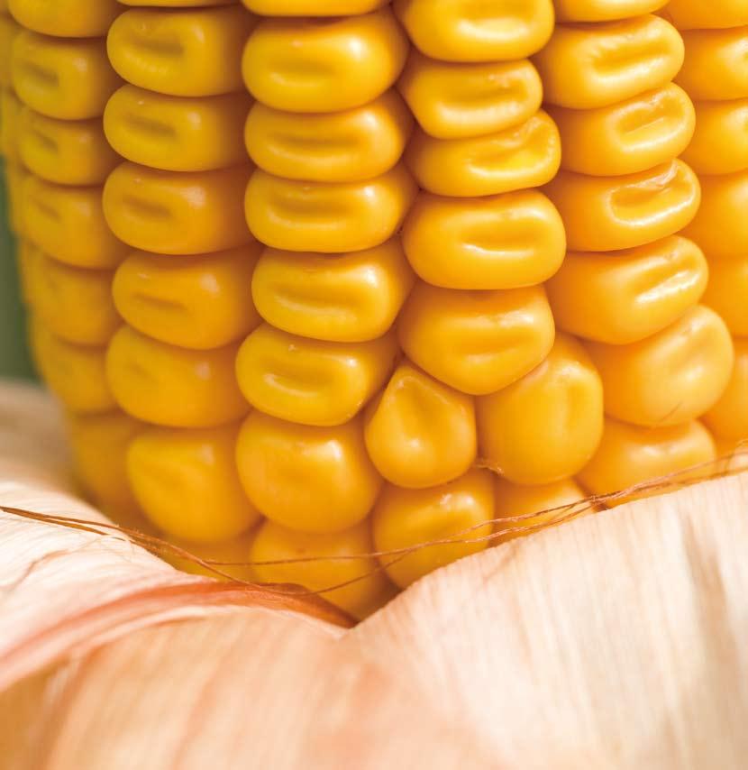 De los potentes programas de mejora genética de maíz desarrollados por Syngenta, nacen las variedades preferidas por muchos agricultores españoles.