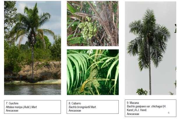 vegetación natural benéfica para el cultivo Predios palmeros más armónicos con su