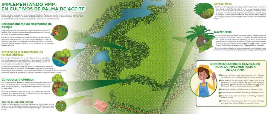 Diseño de predios palmeros Manteniendo áreas de conservación: bosques, rondas, AVC Incorporando elementos naturales favorables