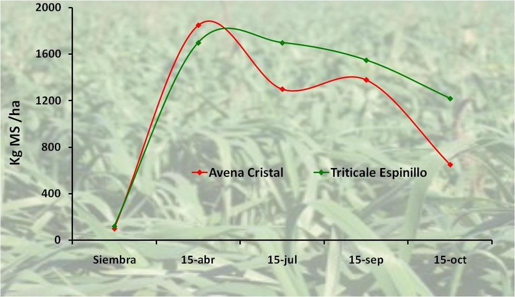 Se destaca el alto potencial de producción de Espinillo INTA comparado con otros cultivares de triticale y en relación a otros verdeos.