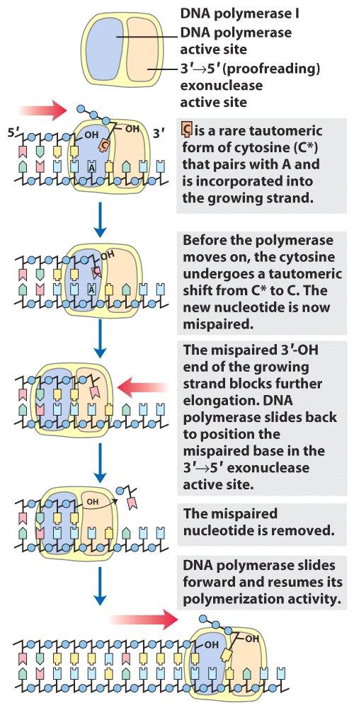 Exonucleasa 3 5 : Comprobación de Lectura ó Corrección de pruebas centros activos diferentes Comprobación 1 a 1 Una base mal apareada impide la translocación de la DNApol I