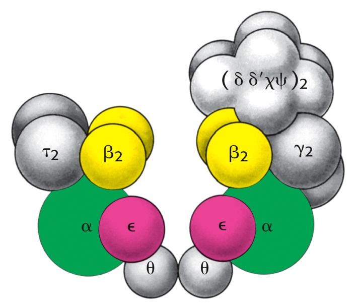 DNA polimerasa II Función REPARADORA -LENTA (50 nucleotidos/min) -PROCESIVIDAD BAJA -Con EXONUCLEASA 3 5 (Sin EXONUCLEASA 5 3 ) Actividad DNA polimerasa III: -VELOCIDAD ALTA (9000 nucleótidos/min)