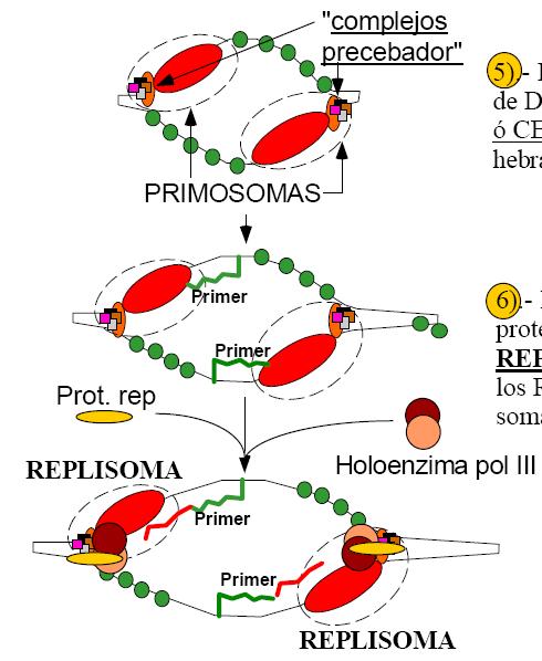 5. El Primosoma se une a las 2 hebras de DNA molde e inicia la síntesis de primers de RNA (en cada