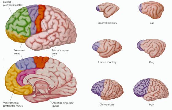 En el cerebro humano la proporción de lóbulo frontal es mucho