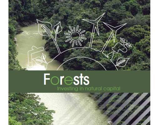 Por qué los Bosques? Los bosques generan ingresos y proporcionan empleos. Los bosques brindan alimentos, contribuyendo con la seguridad alimentaria de las poblaciones.