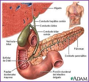 conducto cístico que lo divide en una porción superior, el conducto hepático, y otra inferior, el colédoco. 10 2 Figura 2. Anatomía de vía biliar Figura 2 Anatomía de vía biliar.