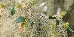 Plantas epífitas Del griego epi =sobre y phyton =vegetal Organismos