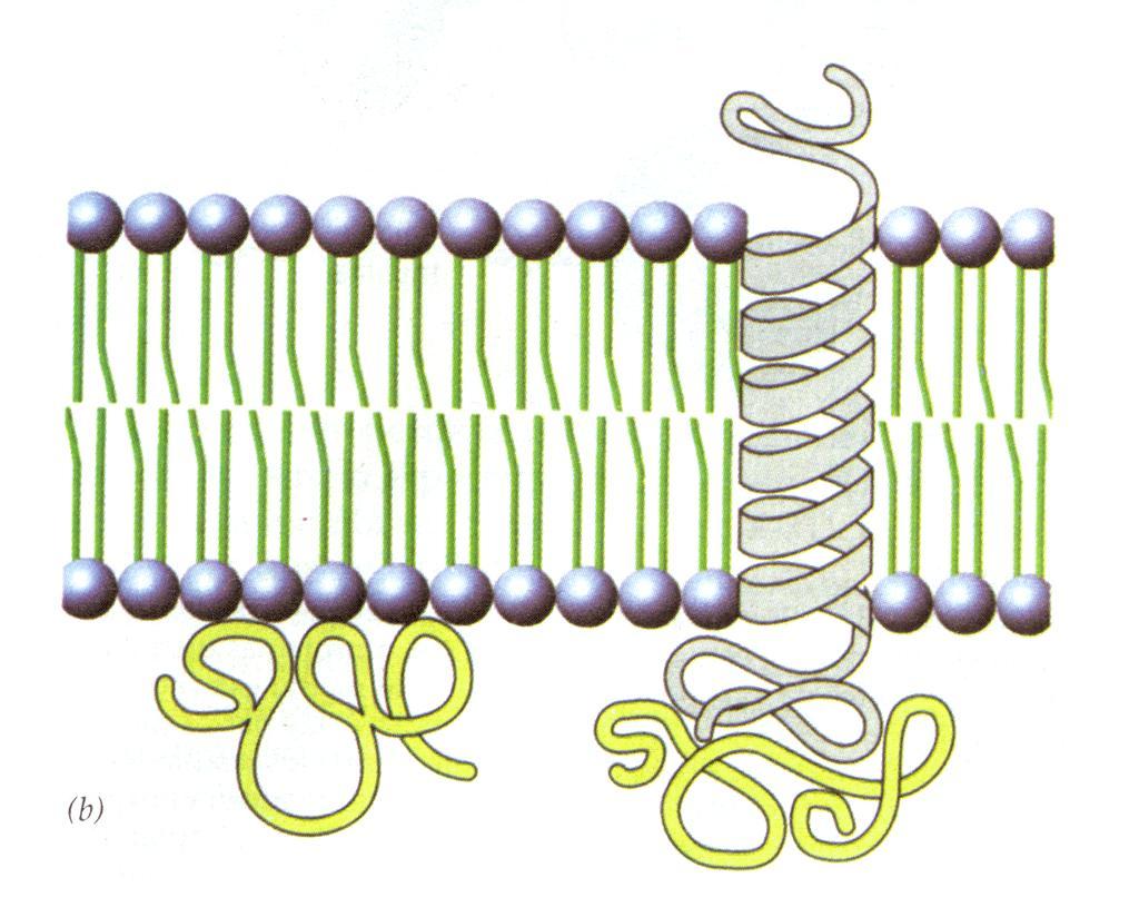Proteínas Periféricas dsf se ubican fuera de la bicapa se unen mediante enlaces no covalentes a grupos hidrófilos de lípidos o proteínas pueden estar tanto en la cara interna como en la