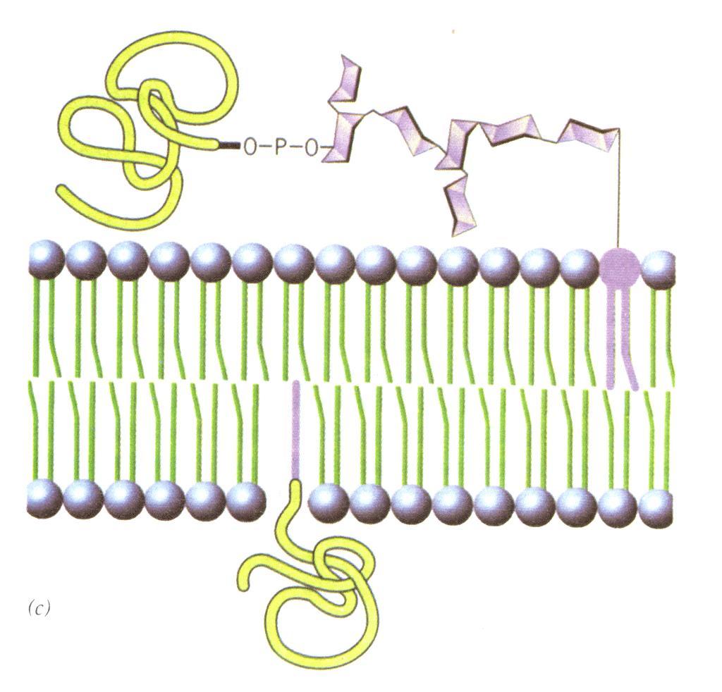 dsf Proteínas Unidas a Lípidos dsf se ubican por fuera de la bicapa, pero se unen por enlaces covalentes a un lípido de la bicapa.