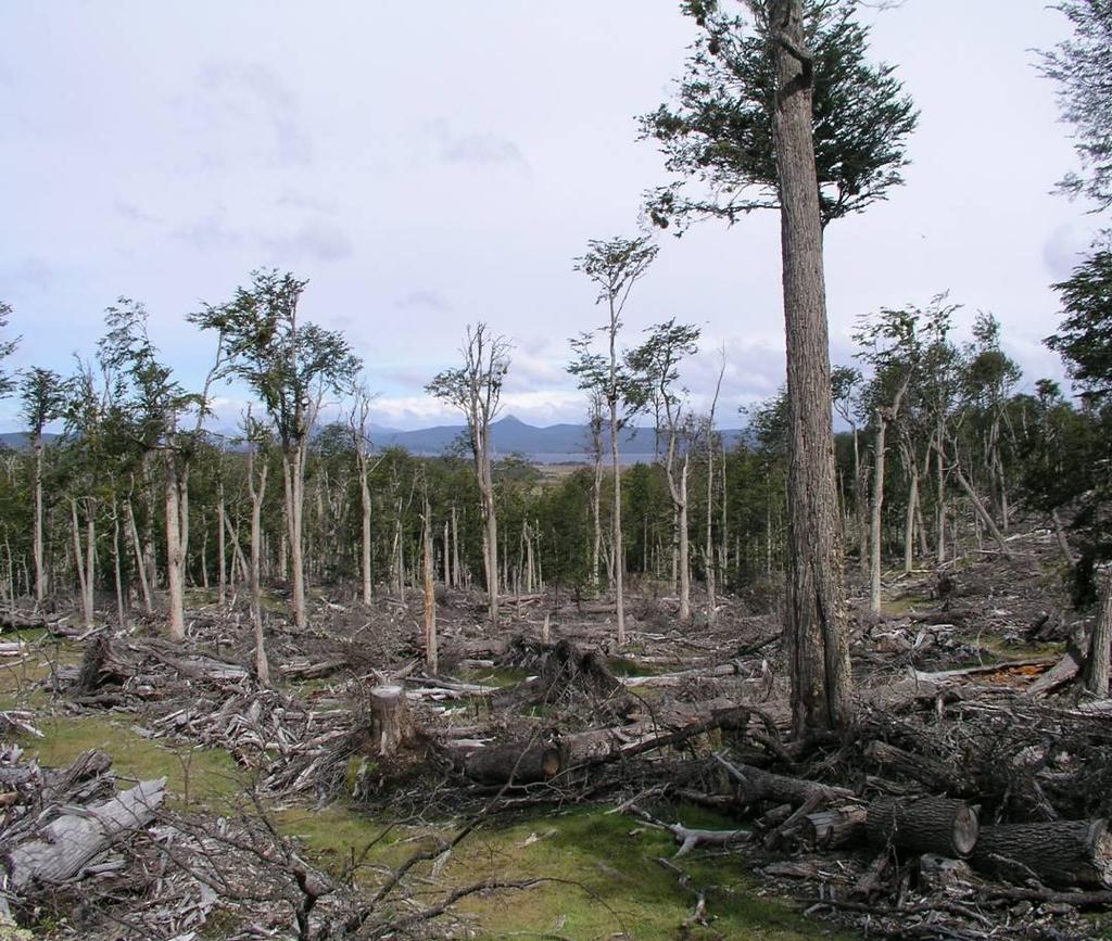 Disponibilidad de Biomasa Forestal Existe una disponibilidad de 9,5 a 15 millones de m 3 representada por Residuos de: La