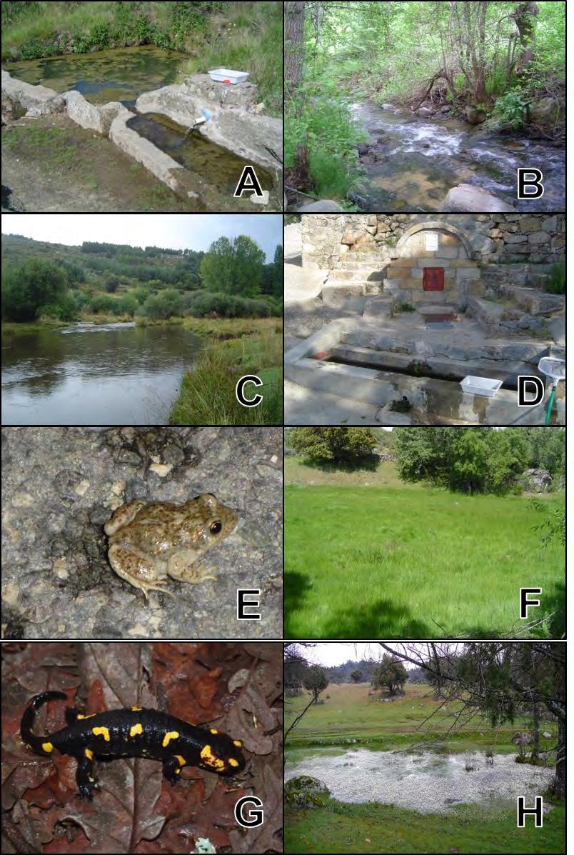 Figura 106. Zonas de muestreo y especies en el LIC del río Alberche. A: Abrevadero y pilón a la altura del suelo, fácilmente accesible para los anfibios. B: Curso alto del río Alberche.