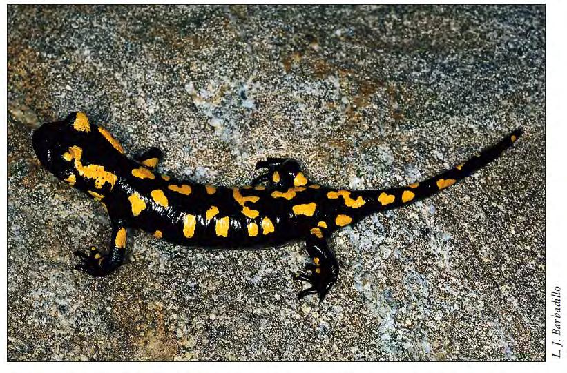 Salamandra salamandra (Linnaeus, 1758): Salamandra común Identificación: tamaño medio-grande, hasta 230 mm en la Península, siendo las hembras ligeramente