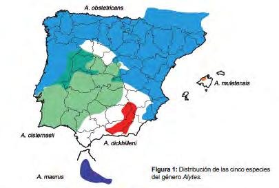 de las zonas del centro de la región son escasas. No se ha citado en Soria, Burgos, Palencia o León.