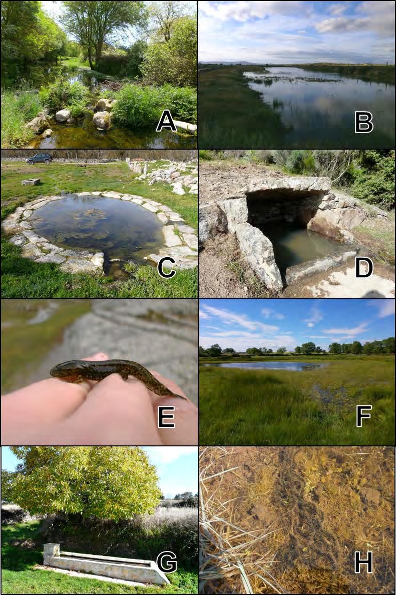 Figura 91: Zonas de muestreo en los Arribes del Duero y algunas especies encontradas. A: Arroyo afluente del Huebra en Saldeana.