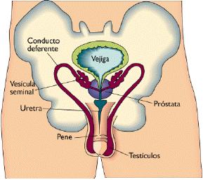 Los conductos genitales (IV) Los conductos eyaculadores, en número de dos, resultan de la unión en ángulo agudo de la ampolla del conducto deferente y la vesícula seminal.