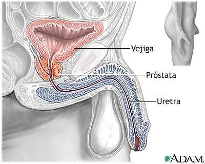 Los conductos genitales (V) En el hombre, la uretra es un conducto común al aparato urinario y al aparato reproductor.