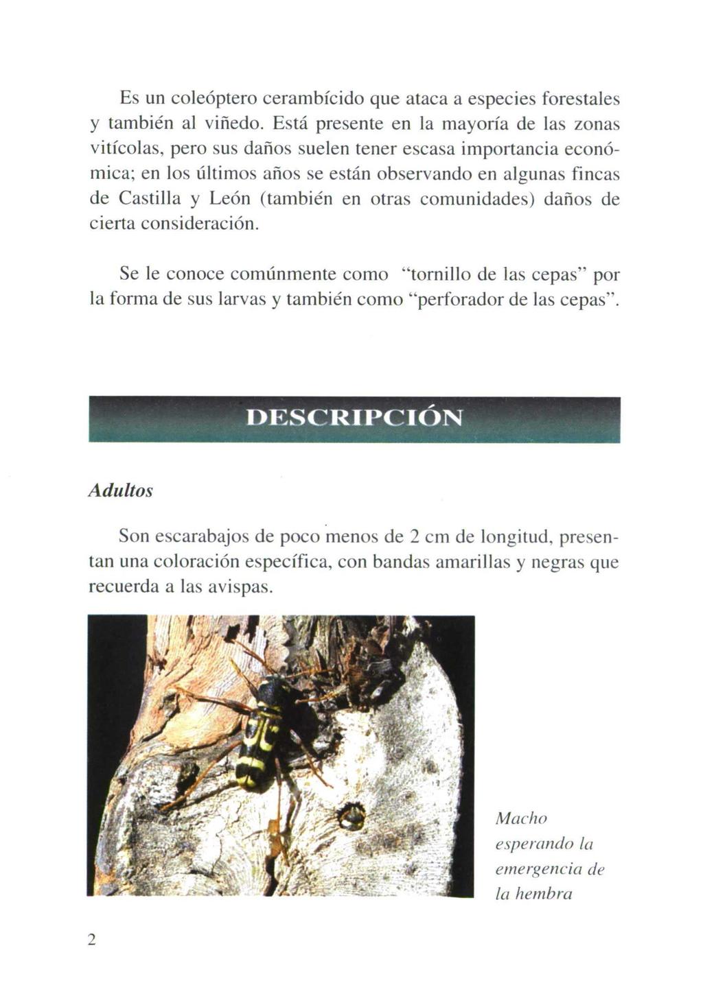 Es un coleóptero cerambícido que ataca a especies forestales y también al viñedo.