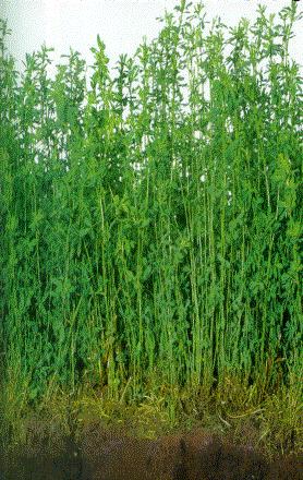 Evolución n de la calidad vertical de la alfalfa 60-70 50-60 (planta cortada cada 10 cm) Estrato en cm 40-50 30-40 20-30 10-20 0-10 Comerón y Romero, 2004 0 10 20 30 40 50 60 70 % PB FDA FDN