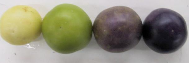 Encontrándose cuatro variedades diferentes del fruto que son: verde fuerte, verde claro, matizado y púrpura.(fotos: 7 y 8). No todas las localidades presentaron las cuatro diferentes variedades.