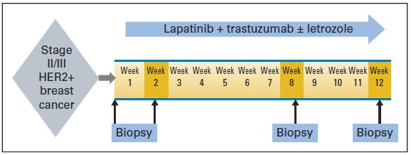 N=66 pacientes Lapatinib 1000 mg VO diario + Trastuzumab 4 mg/kg 2