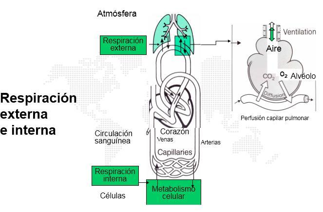 Respiración interna: producida a nivel de las células de todos los tejidos.