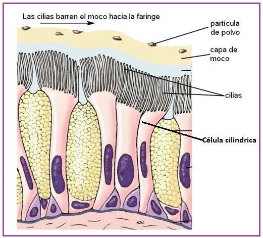BRONQUIOS Son dos estructuras en forma cilíndrica y consistencia fibrocartilaginosa, provenientes de la bifurcación de la tráquea, que al igual que esta cuenta con una mucosa cilíndrica ciliada